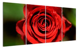 Obrázek růže (160x80cm)