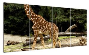Obraz žirafy (160x80cm)