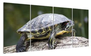 Obraz suchozemské želvy (160x80cm)