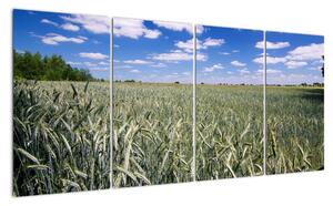 Pole pšenice - obraz (160x80cm)
