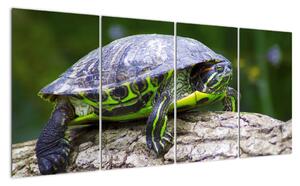Suchozemská želva - obraz (160x80cm)