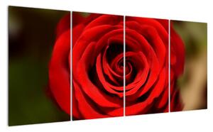 Detail růže - obraz (160x80cm)