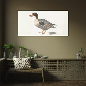 Obraz na skle Obraz na skle Kreslení pták kachna