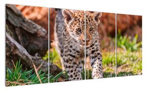 Mládě leoparda - obraz do bytu (160x80cm)