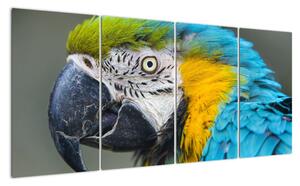 Papoušek - obraz (160x80cm)