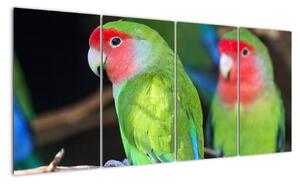 Papoušci - obraz (160x80cm)