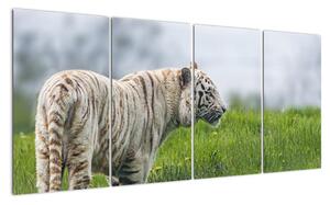 Tygr - obraz (160x80cm)