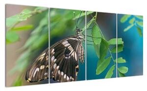 Motýl - obraz (160x80cm)