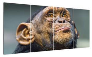 Opice - obrazy (160x80cm)
