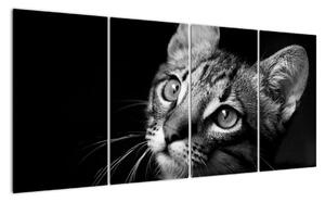 Obraz kočky (160x80cm)