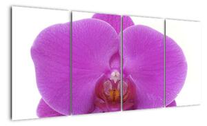Orchidej - obraz (160x80cm)