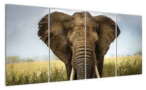 Slon - obraz (160x80cm)
