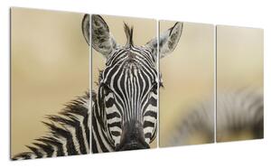 Zebra - obraz (160x80cm)