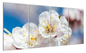 Květ třešně - obraz (160x80cm)