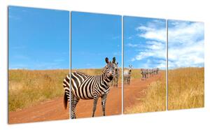 Zebra na cestě - obraz (160x80cm)