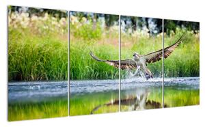 Fotka lovícího orla - obraz (160x80cm)