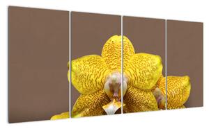 Žlutá orchidej - obraz (160x80cm)