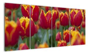 Tulipánové pole - obraz (160x80cm)