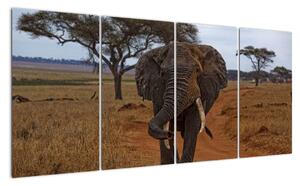 Obraz slona (160x80cm)