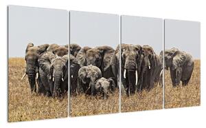 Stádo slonů - obraz (160x80cm)
