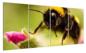 Včela - obraz (160x80cm)