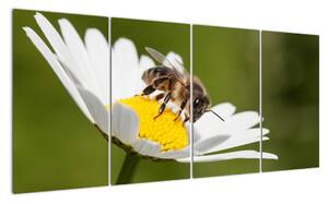 Včela na sedmikrásce - obraz (160x80cm)