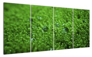Detail trávy - obraz (160x80cm)