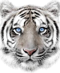 TP Dětská deka 120x150 – Bílý tygr
