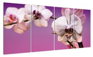 Moderní obrazy - orchidej (160x80cm)