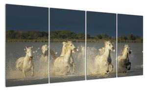 Cválající koně, obraz (160x80cm)