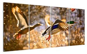 Letící kachny - obraz (160x80cm)