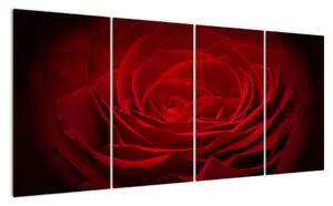 Makro růže - obraz (160x80cm)