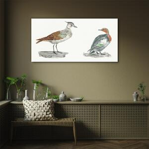 Obraz na skle Obraz na skle Zvířata ptáci