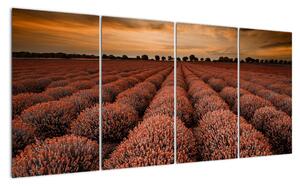 Květinové pole - obraz (160x80cm)