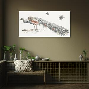 Obraz na skle Obraz na skle Zvířecí pták páv mouchy