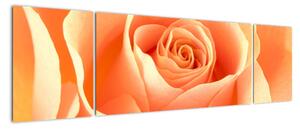 Obraz oranžové růže (170x50cm)
