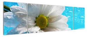 Obraz květu kopretiny (170x50cm)