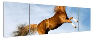 Obraz koně na zadních (170x50cm)