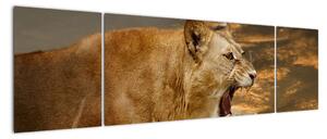Obraz řvoucího lva (170x50cm)