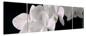 Obraz - bílé orchideje (170x50cm)