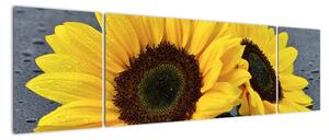 Obraz slunečnice (170x50cm)