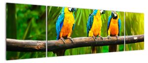 Moderní obraz - papoušci (170x50cm)