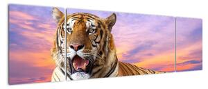 Obraz ležícího tygra (170x50cm)