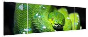 Obraz zvířat - had (170x50cm)