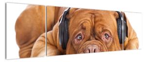 Moderní obraz - pes se sluchátky (170x50cm)