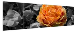 Oranžový květ na černobílém pozadí - obraz (170x50cm)