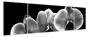 Černobílý obraz - orchidej (170x50cm)