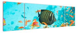 Obraz ryb v akvárii (170x50cm)