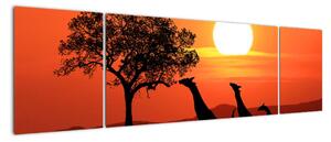 Obraz žirafy při západu slunce (170x50cm)
