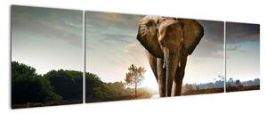 Obraz kráčejícího slona (170x50cm)